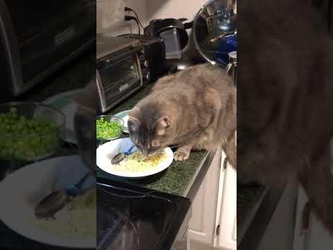 Cat eats a whole bowl of pasta!