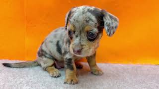 ハーフ犬の動画01