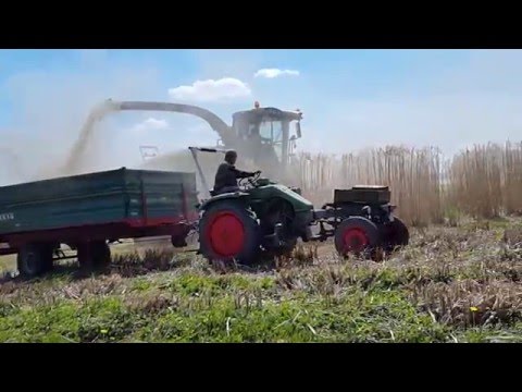 Miscanthus Ernte Fendt GT 225  gegen 650 Ps. Häcksler