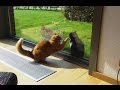 Cats Fighting Through Glass Doors 2016 NEW