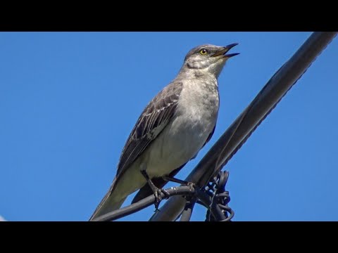 Northern Mockingbird's Daily Song