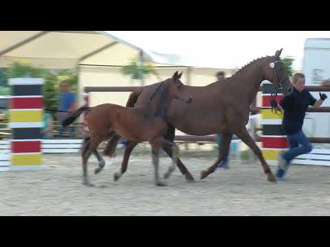 Rouenhoff, For Romance II-Rohdiamant-Donnerhall