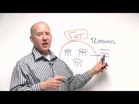 Increase Your Ability To Break Down Fat Cells