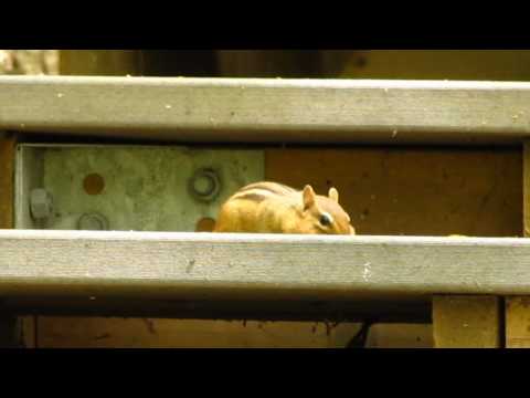 The Hungry Chipmunk