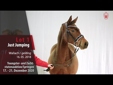 Youngster- u. Zuchtstuten/Springen Lot 1 Just Jumping Wallach v. Johnnie Walker VDL - Chambertin