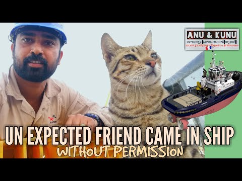Cute cat came in ship /ANU & KUNU MALAYALAM MOBILE VLOG BY ANU CJ