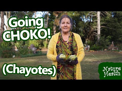 Growing and using chokos at home - Growing Chayotes!