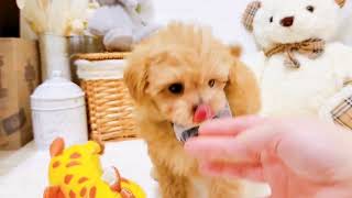 ハーフ犬の動画01