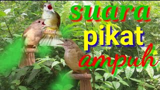 Download lagu suara kapas tembak ribut mp3