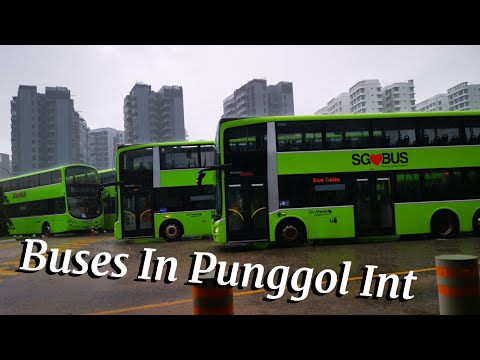 Bus Spotting at Punggol Bus Interchange #5