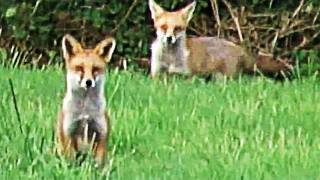 Fieldsports Britain – Australian-rules fox shooting + YouTubers who hunt