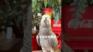 對於有人指控小白係全港最串嘅鸚鵡,小白嘅回應係…….