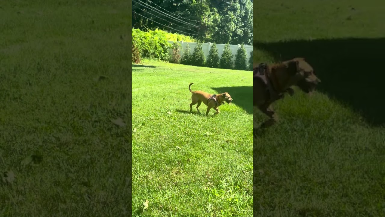 Enlarge Zara, a Adoptable Mixed Breed in Farmingdale, NY video 1/2