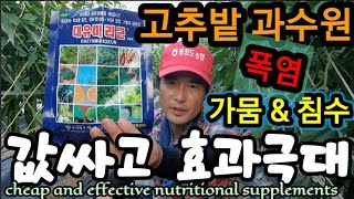 고추밭 과수에 값싸고 효과 좋은 비료영양제 미량요소