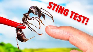 STUNG by a Bullet Ant! (Truth Revealed)