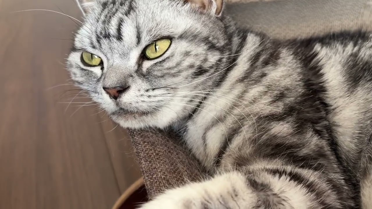 【睡眠用猫】満足そうにゴロゴロいう可愛い猫の音と顔 【95分耐久動画】 #猫