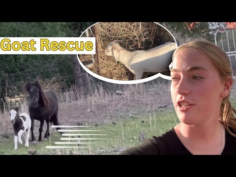 BABY GOAT STUCK in Fence?! 😱 PONY on the RUN & KACI to the Rescue! 🐐🐴