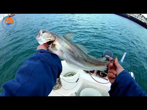 Fishing in Croatia - Mali Losinj - European hake - Oslić & Bonito