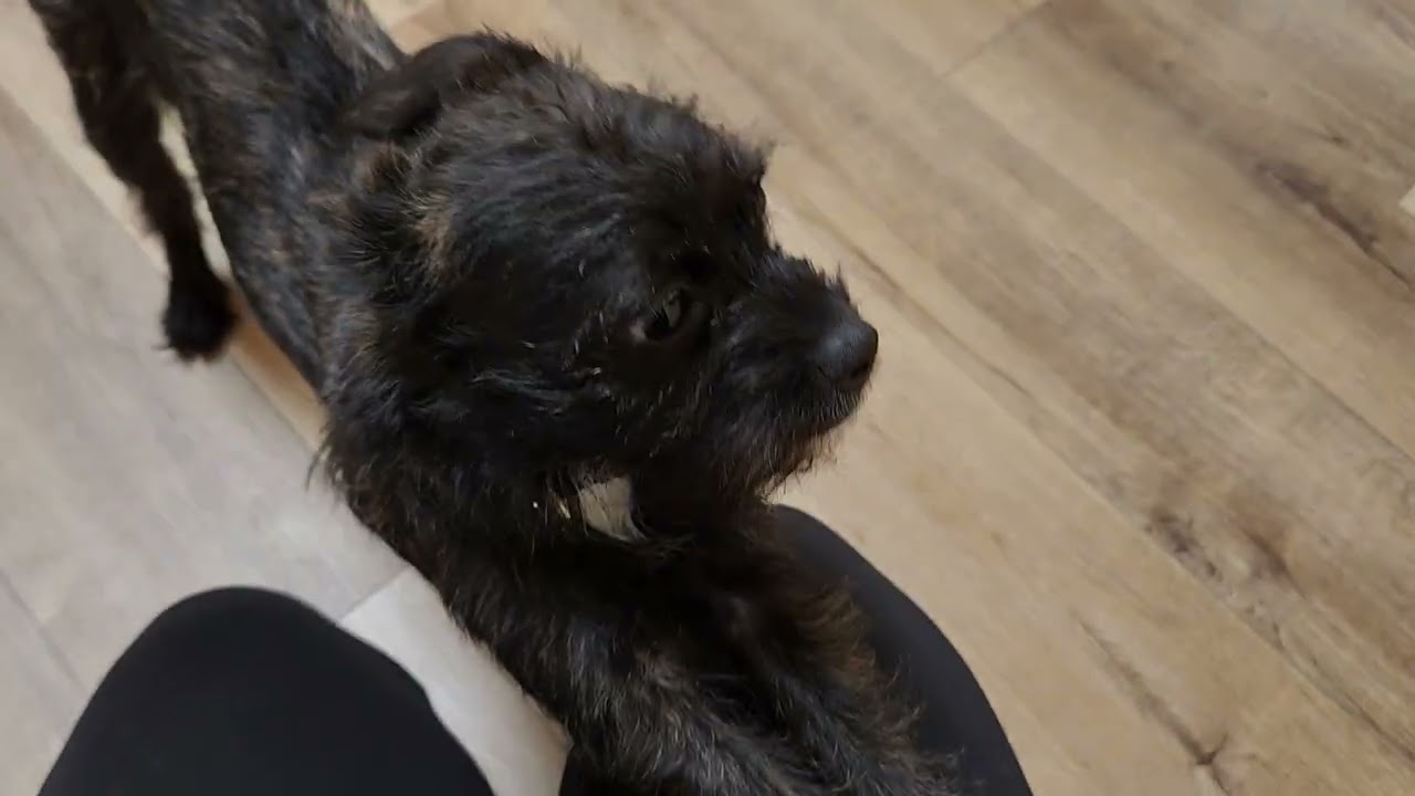 Enlarge Rose, an adopted Terrier in Marshfield, WI video 5/5