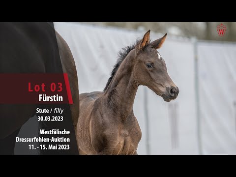 Dressurfohlen-Auktion Lot 03 Fürstin Stute v. Fanegro - Millennium/T.