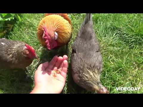 Hilfe ich habe Würmer was soll ich tun