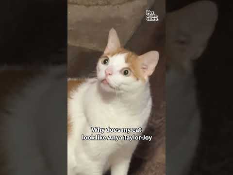 Un chat sosie d'une célébrité fait une drôle de tête