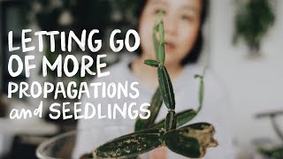 selling more propagations and seedlings + answering some of your questions!