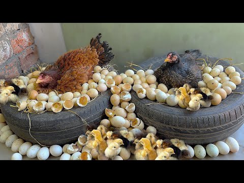 2 INDIAN Aseel hens Harvested TOO Many EGGS TO CHICKS Together - Amazing Tires Egg hatching