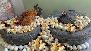 Download lagu 2 INDIAN Aseel hens Harvested TOO Many EGGS TO CHICKS Together - Amazing Tires Egg hatching mp3 Download lagu 2 INDIAN Aseel hens Harvested TOO Many EGGS TO CHICKS Together - Amazing Tires Egg hatching mp3
