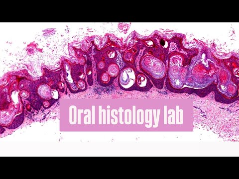 Oral mucosa 1 - part 2