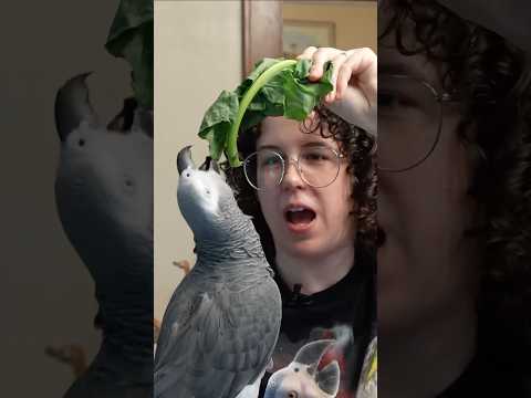 Deep Voice "Hat" 🎩