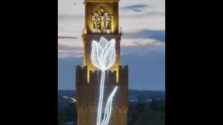 preview picture of video 'TULIP ON TOWER _ Timelapse'