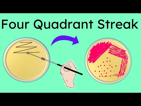 Four Quadrant streak method of isolation | Part 3