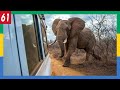 Un éléphant nous charge au Gabon ! Mon voyage seul en Afrique