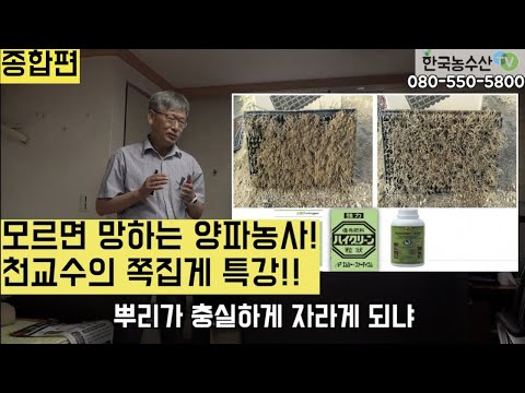 , title : '[한국농수산TV] 모르면 망하는 양파농사!! 천승주 교수의 양파모종 쪽집게 강의! 좋은모 고르기와 심는 깊이가 양파농사의 성공을 좌우한다~ 종합편'