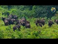 WILD South Asia Animals You Won T Believe Exist