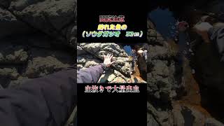 【閲覧注意】魚（ソウダガツオ　32センチ）の処理中で大量出血！#shorts #釣り #ショアジギング