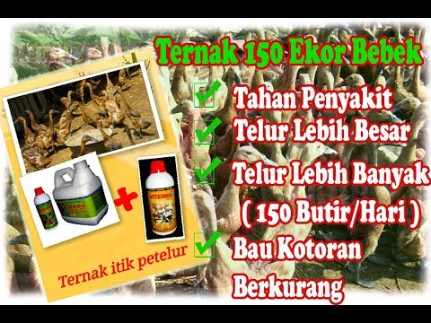Palu Thor untuk meningkatkan Apa artinya untuk meningkatkan potensi
