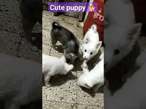 Hari om #cute puppy 🐶#youtubeshorts #shortvideo #viralvideo