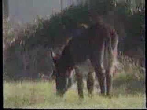 Franci Blaskovic & Gori Ussi Winnetou