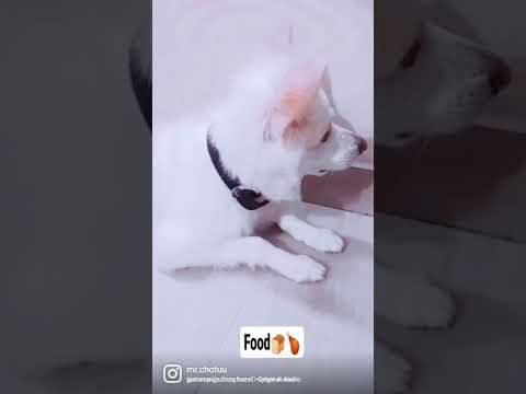 meet  mr. bruno /blogs/pomeranian/puppy