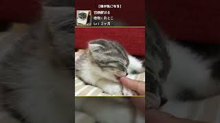 【癒し動画】指が気になる【召喚獣はる短編】