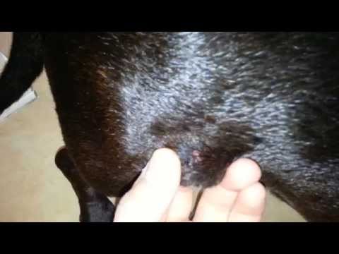 How To Cure Warts On Your Dog WIth Banana Peel