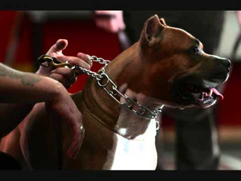 iGLi UG©ViDEO - My PiT BULL