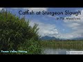 Video Thumbnail for Catching Catfish at Sturgeon Slough in Pitt Meadows