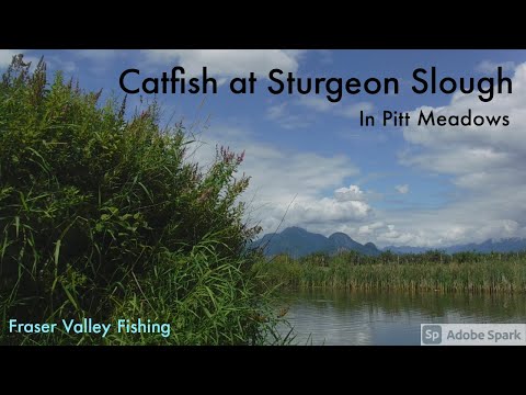 Video Thumbnail for Catching Catfish at Sturgeon Slough in Pitt Meadows