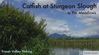 Catching Catfish at Sturgeon Slough in Pitt Meadows