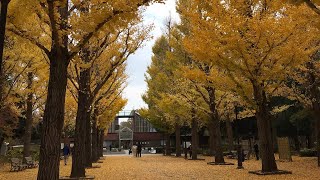 Download lagu リスト 愛の夢 第3番 F.LISZT liebestraume Ⅲ mp3 Download lagu リスト 愛の夢 第3番 F.LISZT liebestraume Ⅲ mp3