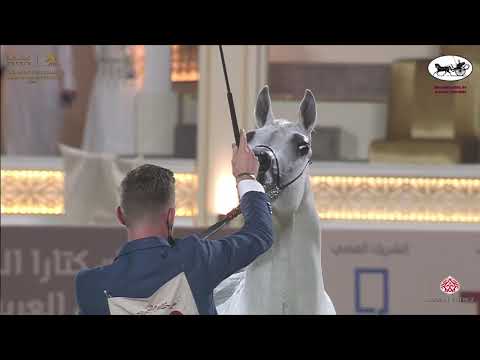 N 249 WAZEER AL SHAQAB   Katara International Arabian Horse Festival   Stallions 11+ Years Old Class