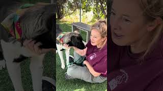 Video preview image #1 Akita-Retriever  Mix Puppy For Sale in Pasadena, CA, USA